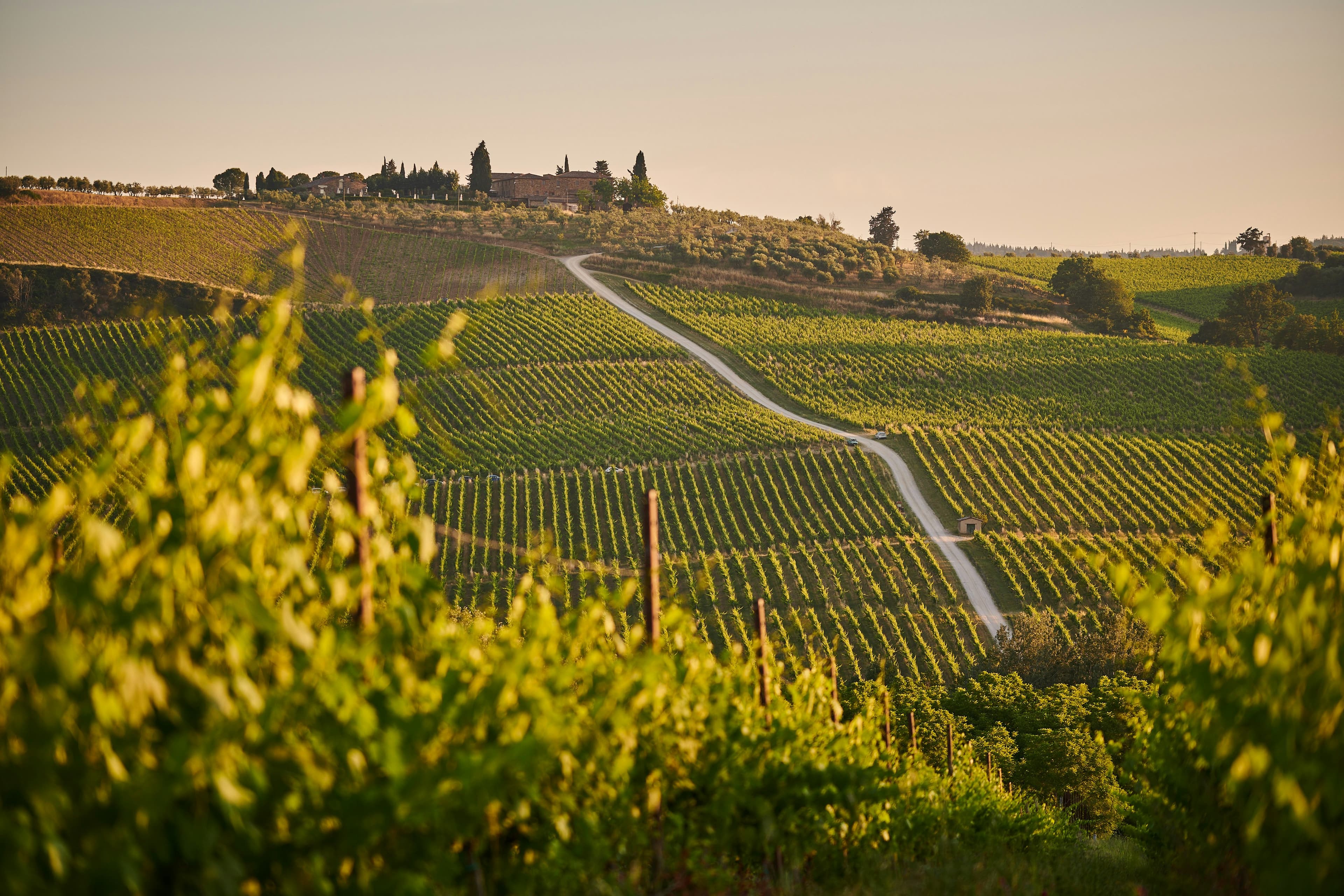 Vineyards